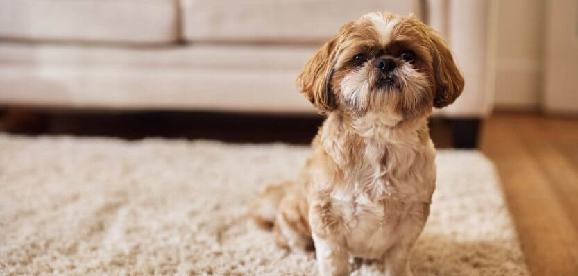 Dog spreading dog hair on a rug